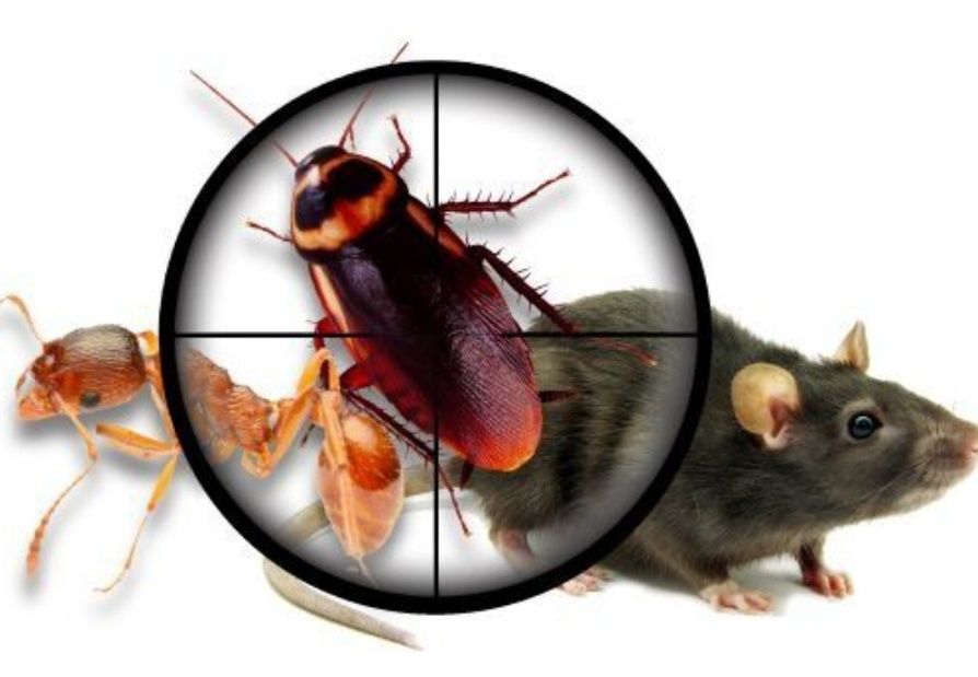 Advion Cockroach tarakan dori Сичкон дори клопа дори