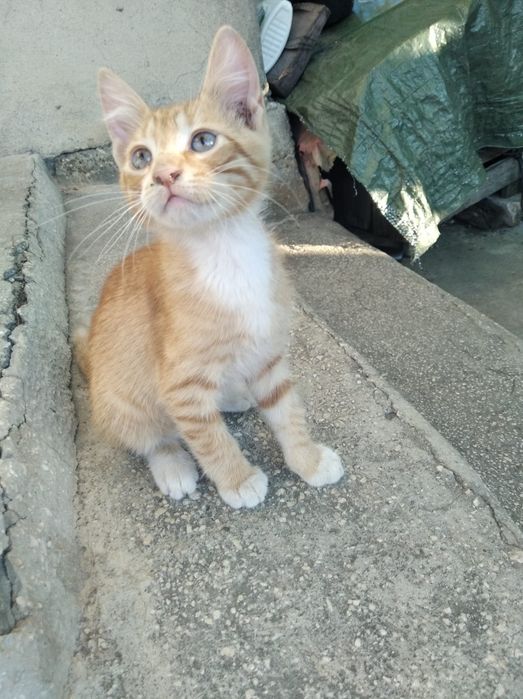 Pisiscuțe isi cauta o familie