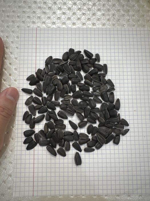 Семечка Кондитерка Крупная