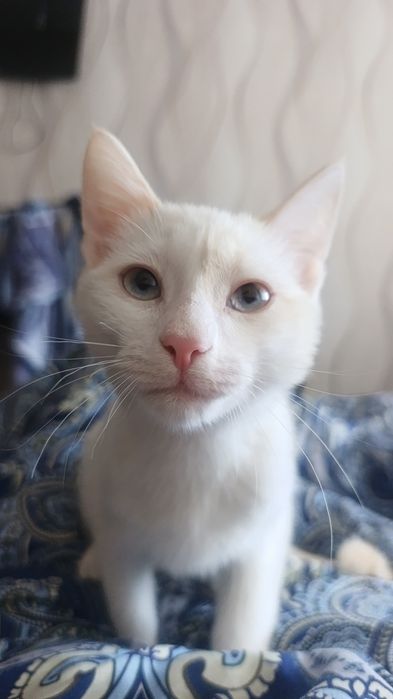 Отдам котёнка в добрые руки