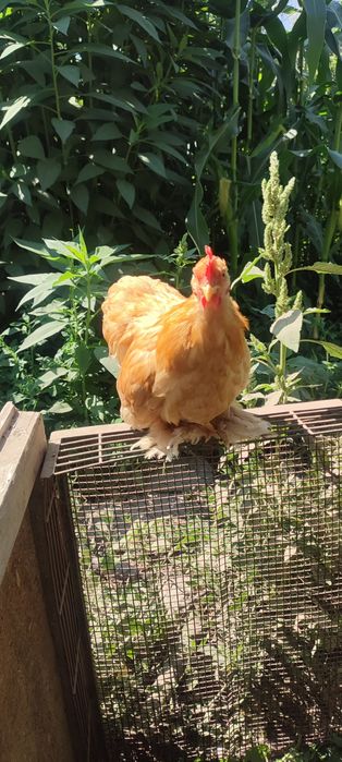 Продам петушков в кокинхины недорого