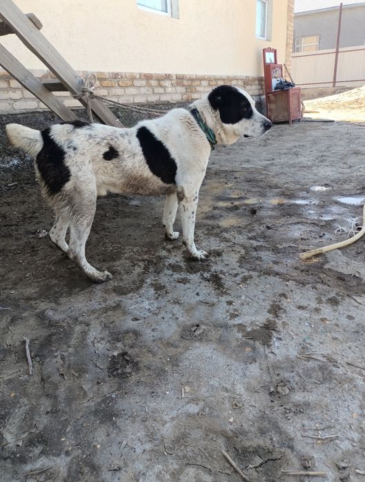 1жылдық күшік сатылады.