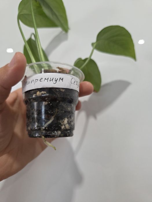 Продам не дорого