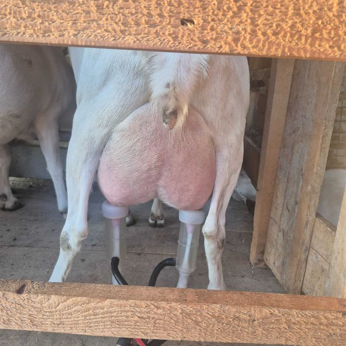 Iezi rasa Sannen de vânzare