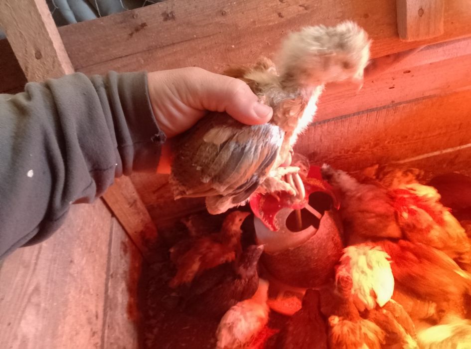 Vînd pui de găină de casa