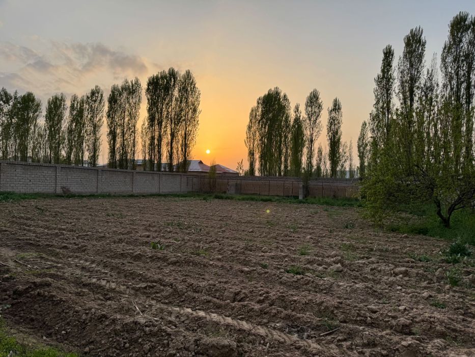 Yangiyolda 20 sotik ferma sotiladi hama sharoit bor