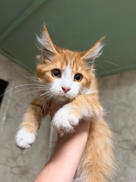 Продам котят Мейн-кун