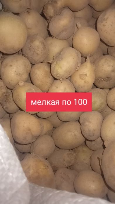 Помидоры огурцы картошка капуста
