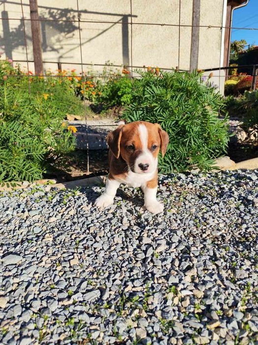 Кръстоска между дакел и джак ръсел