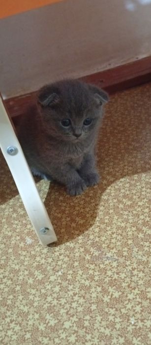 Продаются котята