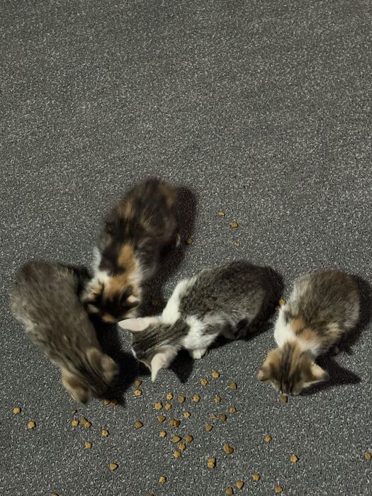 Отдам котят в хорошие руки