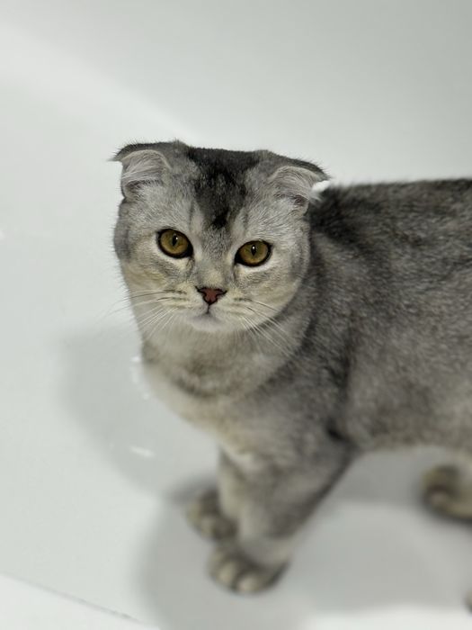 Srochna mushu sotiladi scottish fold ogil bola