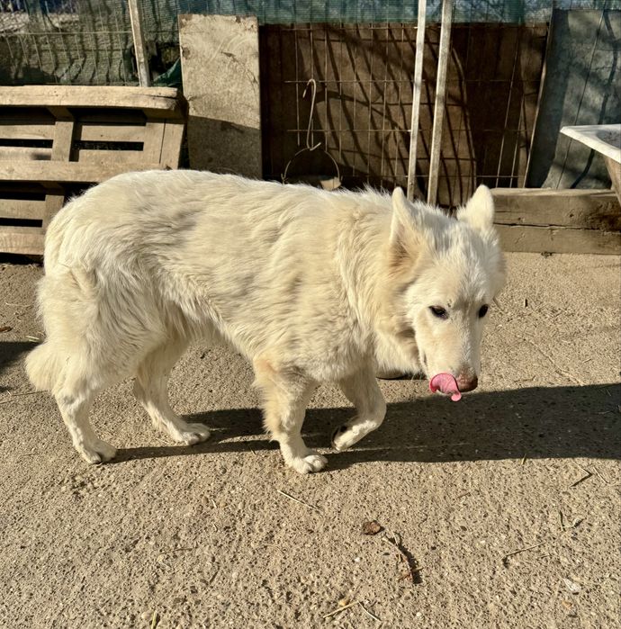 Mascul Ciobanesc Alb Elvetian cu Pedigree