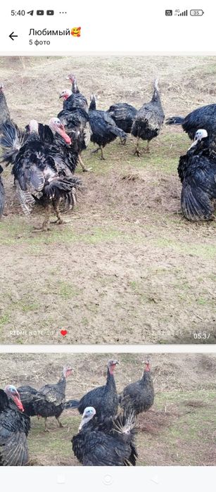 Продаются яйца индюшиное гибрид