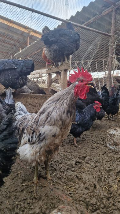 продаю петухов-джерсийский гигант