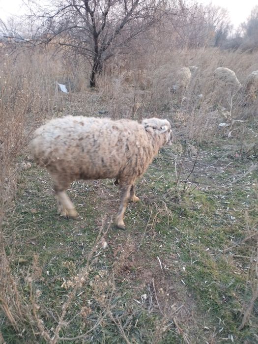 Қошқар екі жасар