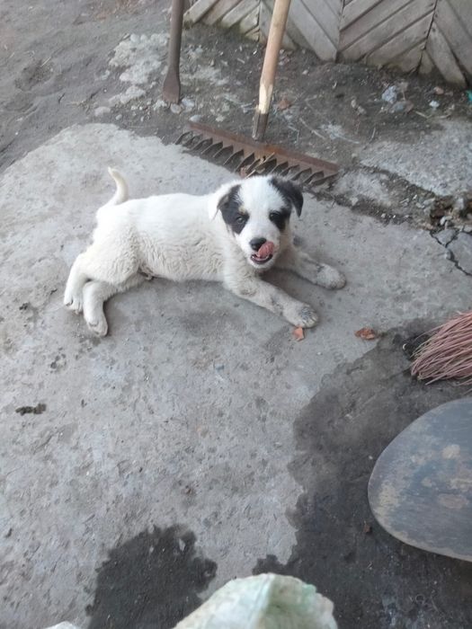 Отдам щенка в добрые руки