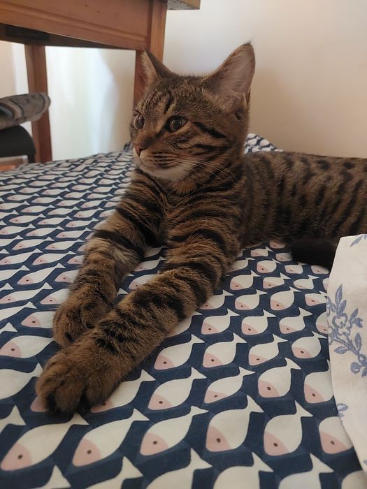Бесплатно Котик ищет дом
