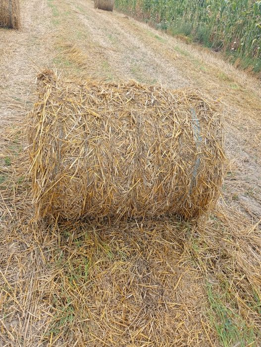 Vând baloți de paie