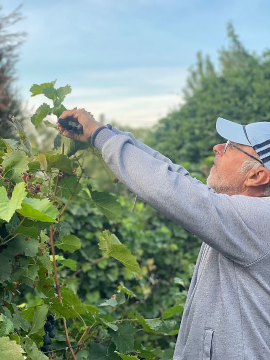 Servicii întreținere spații verzi, grădini, livezi, vii, legume