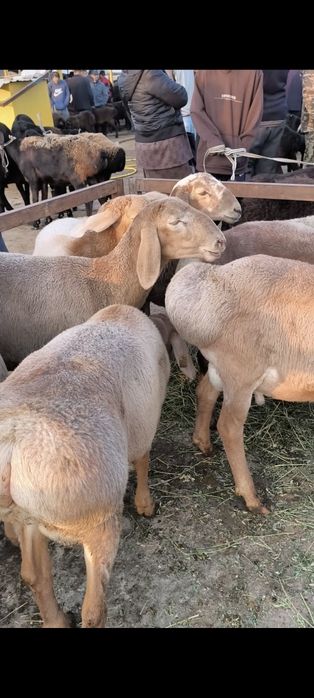 Arashan Qozi qoʻchqorlari