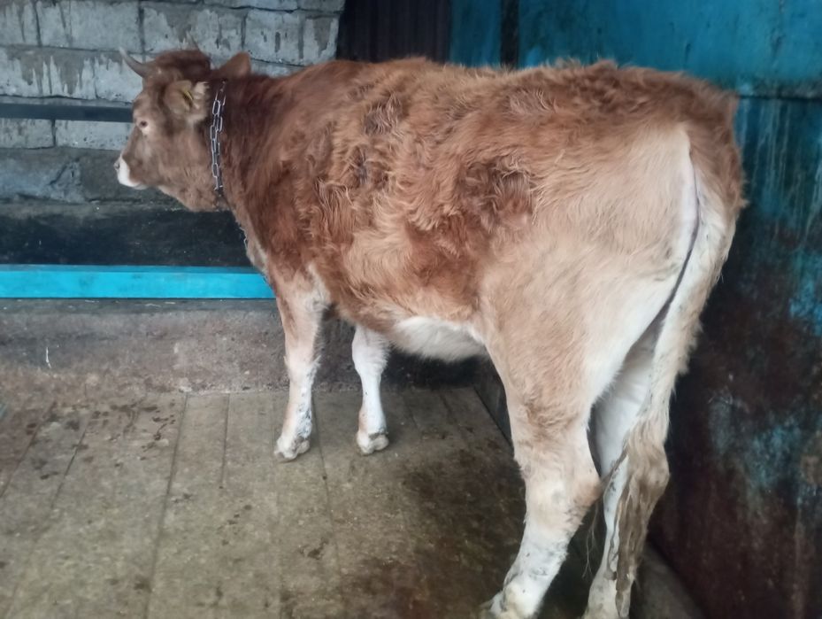 Продам жирную телку