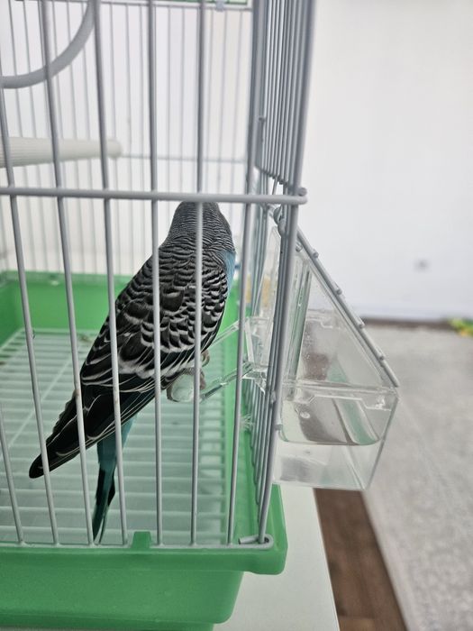 Продам волнистого попугая.