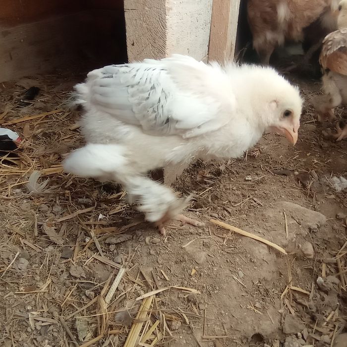 Брама балапан сатам 5 ке