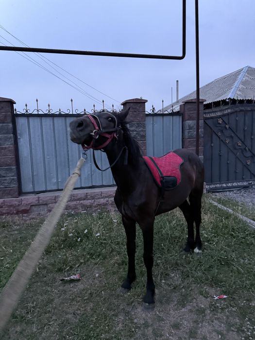 Продам тайчика хорошой обученый