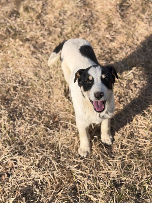 Собака неизвестной породы
