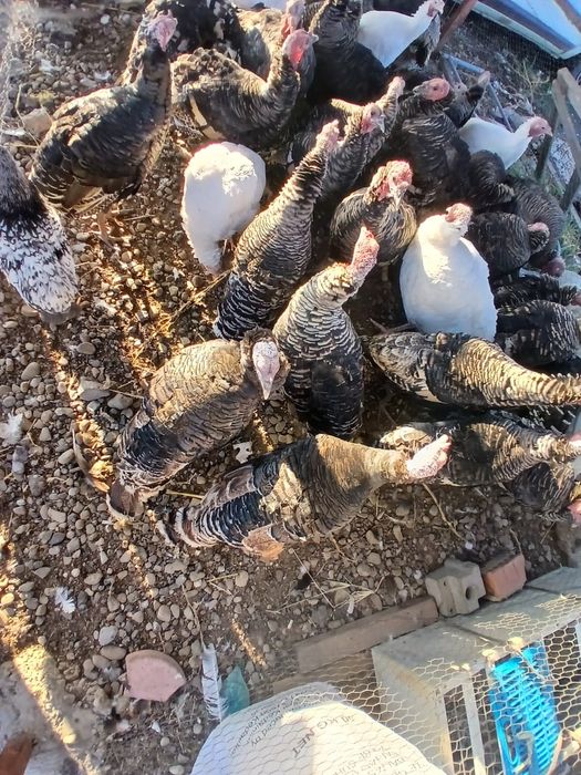 Pasari Curcani si Curci