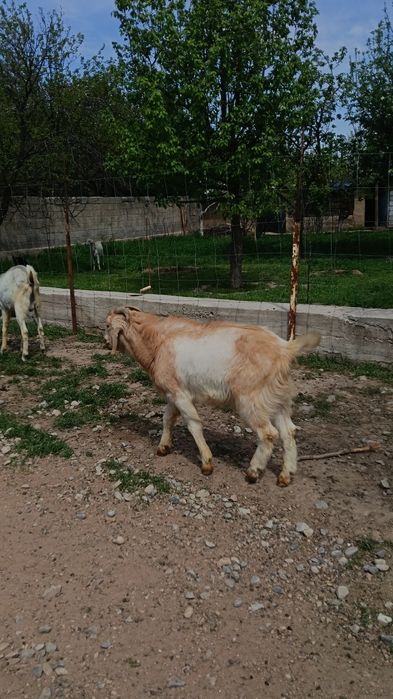 Козы Байтал асыл тукым