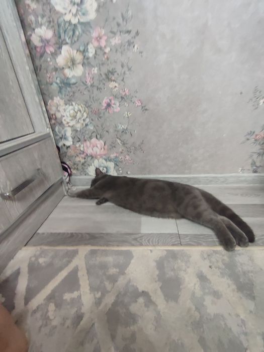 British Shorthair (Blue)