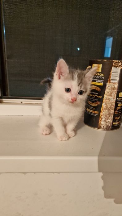 Отдам котят девочку и мальчика