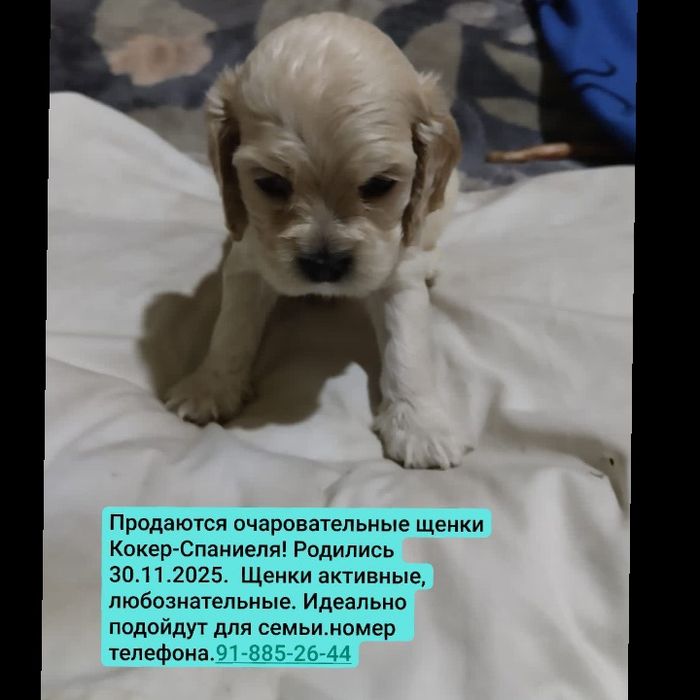 Продаются щенки спаниель