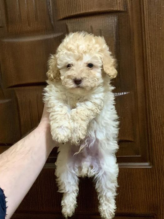 Мини Той Пуделчета