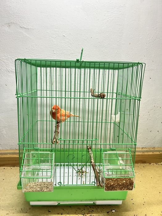 Конорейки поющие