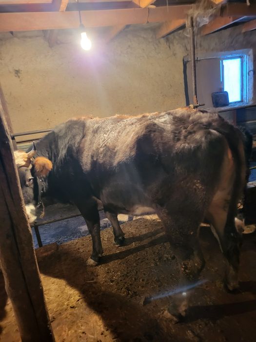 Сиыр сатылады килограмм 2500