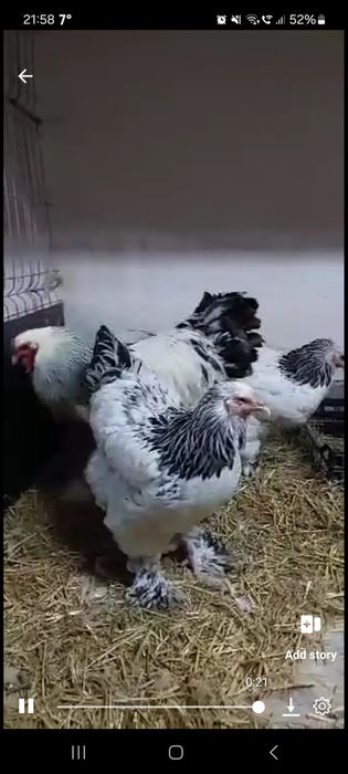 Pui Brahma,  Australorp