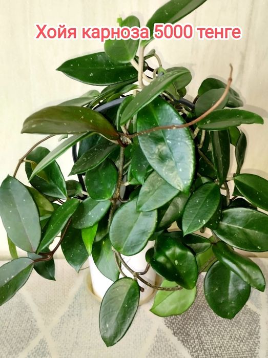 Продам комнатные цветы