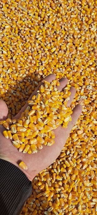 Boabe de porumb 2025