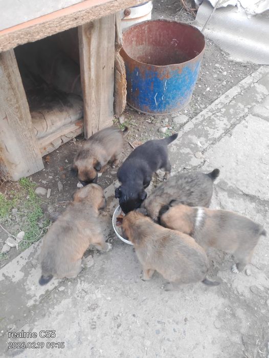 Щенки звонки отдам