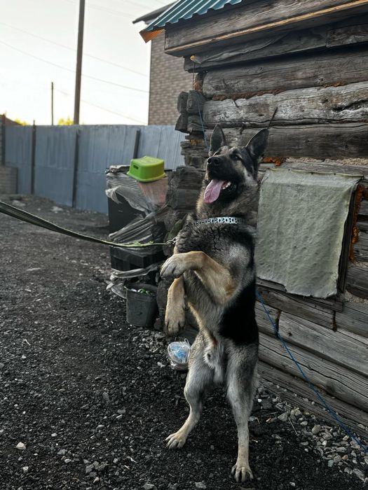 Кобель вео вязка