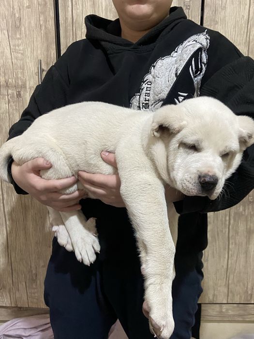 Продается шенок алабая