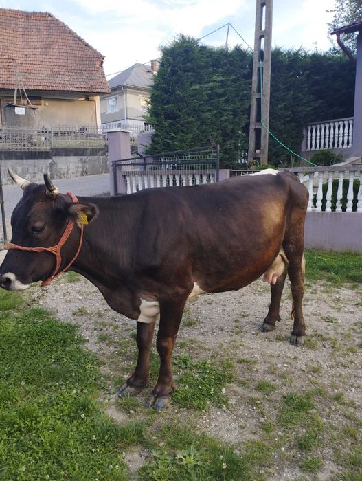 Vand vacă de patru ani cu lapte foarte blândă și gestantă în patru luni prețul este de 6600 lei negociabil