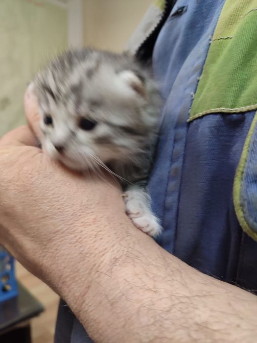 Милые котята ищут