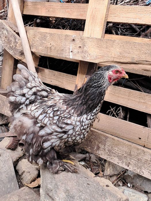 Brahma Silver Laced 5 gaini