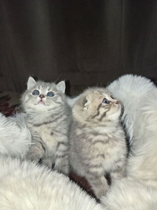 Фолд и страйт котята
