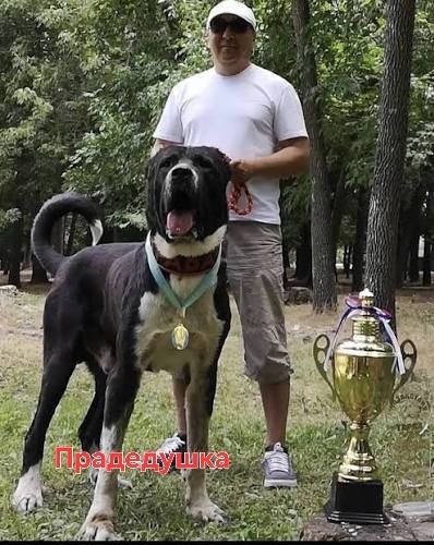 Алабай щенки сао