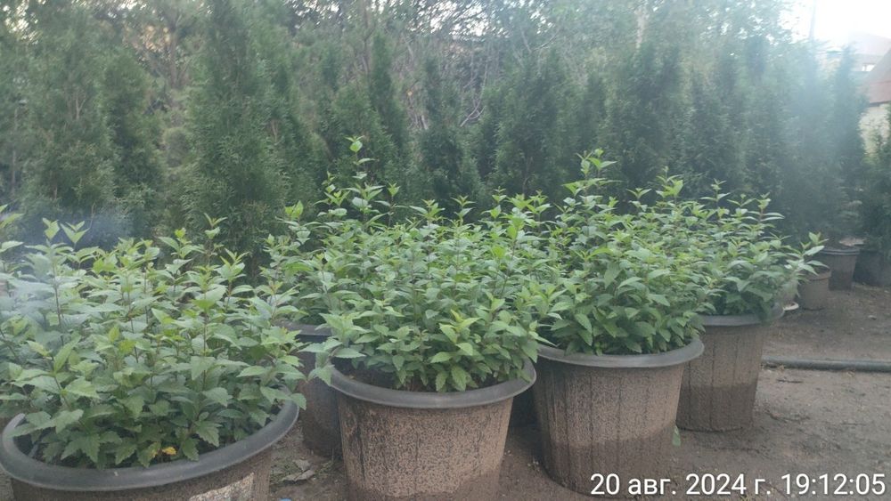 Вязь Мелко листный (Карагач)